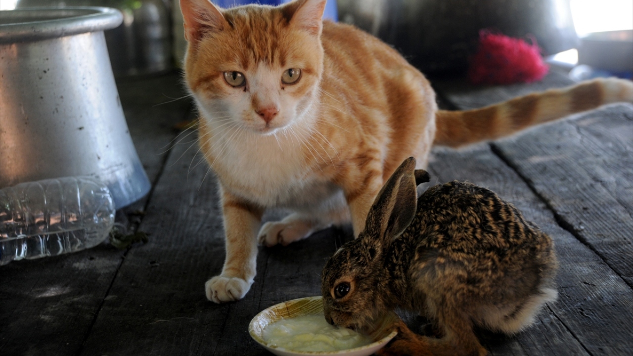 Sarıkız, hem kendi yavrularına hem de Pamuk`a annelik yapıyor. Kedilerle aynı anda Sarıkız`ı emen Pamuk, onlarla oyunlar oynayıp beraber uyuyor.