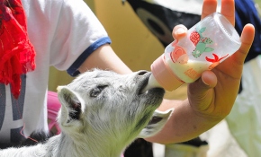 Depremde anneleri telef olan oğlaklar biberonla hayata bağlandı