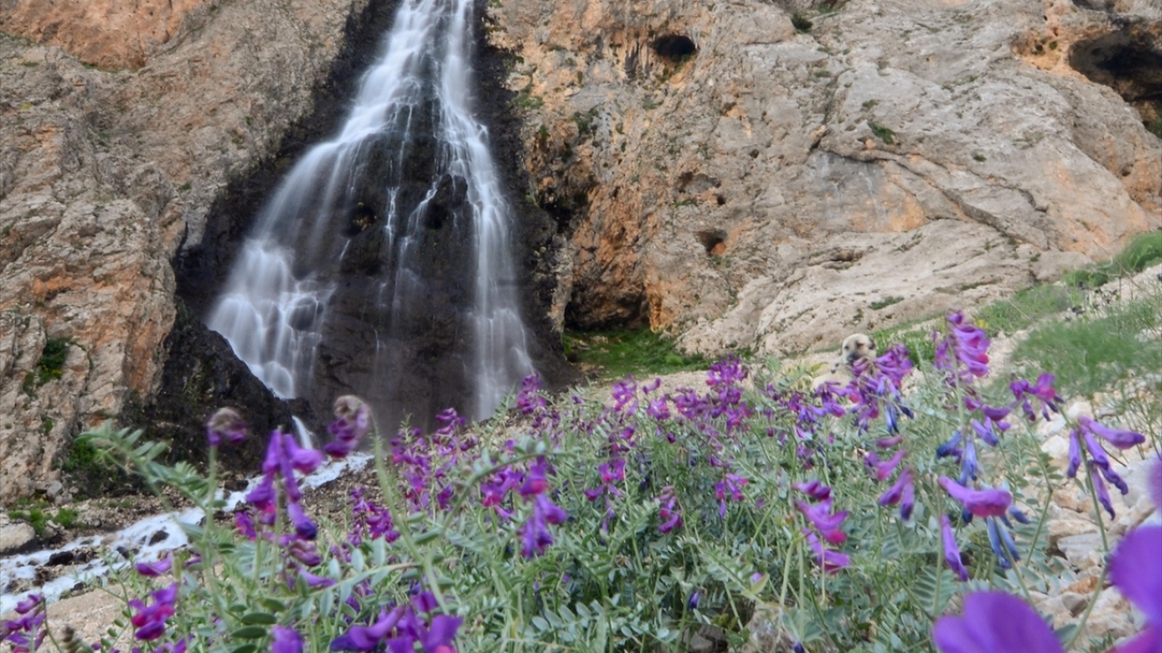 Kar ve yağmur sularıyla canlanıp 50 metre yükseklikten coşkuyla akan şelalenin dibine kadar giden ziyaretçiler, burada hem piknik yapıyor hem de doğanın tadını çıkarıyor.