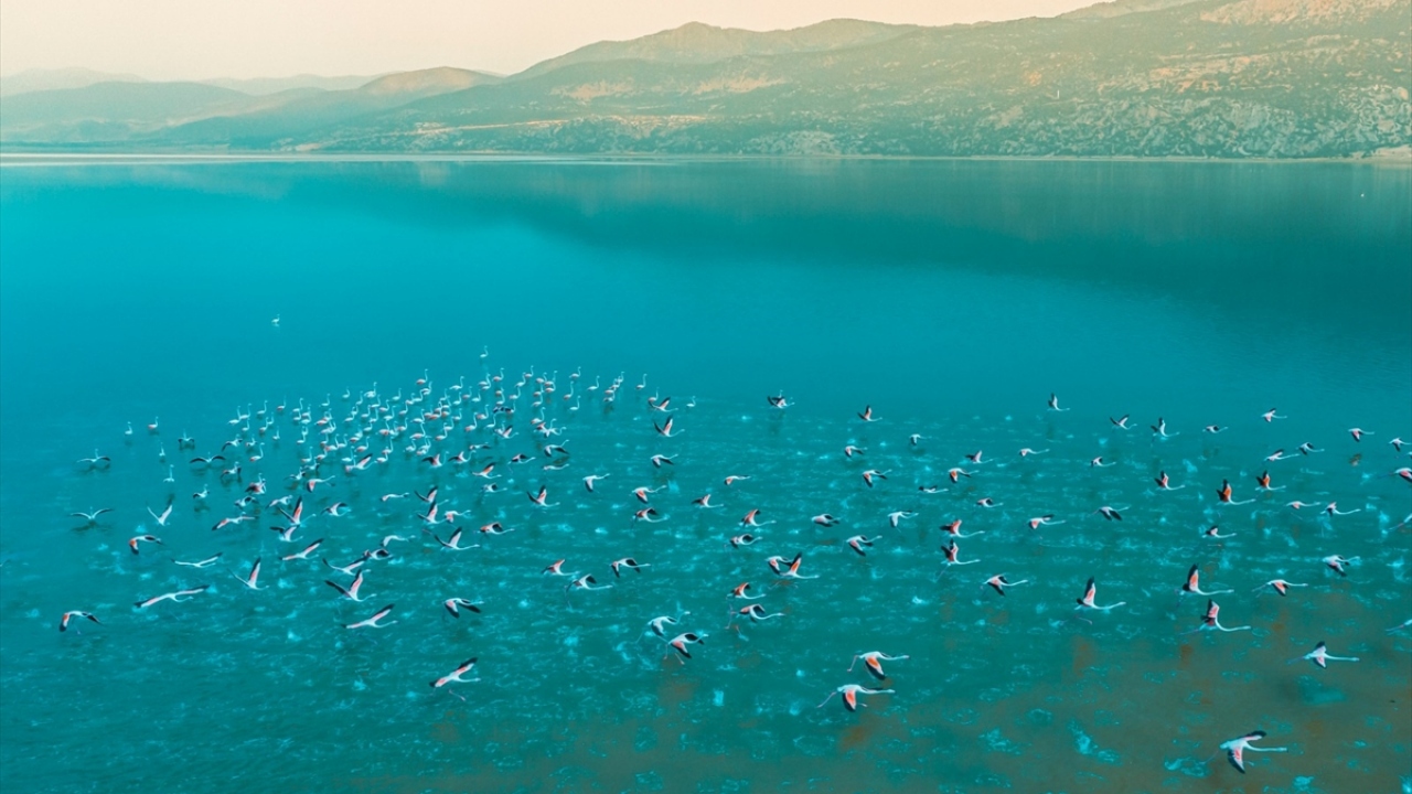 Afyonkarahisar Valiliği Tanıtım Bürosu adına flamingoları görüntüleyen fotoğraf sanatçısı Çağrı Selek, şu anda gölde binlerce flamingonun olduğunu söyledi.