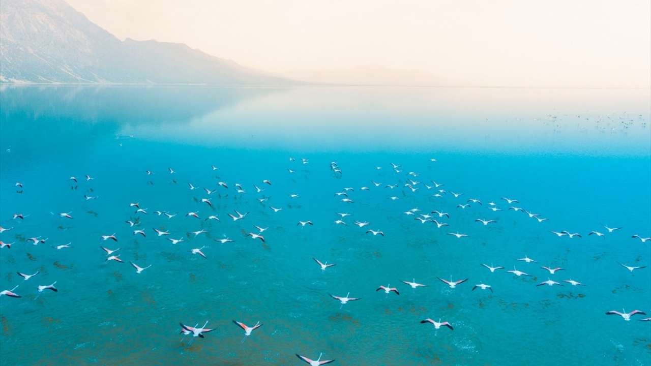 Her yıl göle geldiğini ancak ilk kez bu kadar kalabalık bir flamingo sürüsüyle karşılaştığını aktaran Selek, şunları kaydetti: