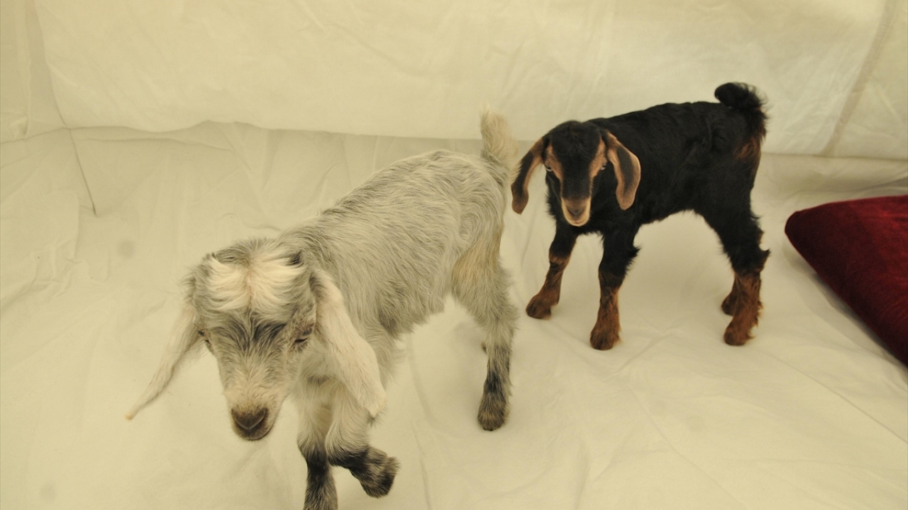 Deprem korkusu nedeniyle 2 kardeşi ve annesiyle çadırda kaldıklarını kaydeden Açık, biberonla besledikleri "Asker" ve "Ayşe" isimlerini verdikleri yavru keçilerin de yanlarında yattığını belirtti.