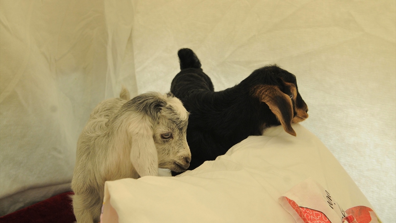 Sevimli keçi yavrularının depremde yaşadıkları stresi bir nebze olsun hafiflettiği aktaran Açık, şöyle devam etti: