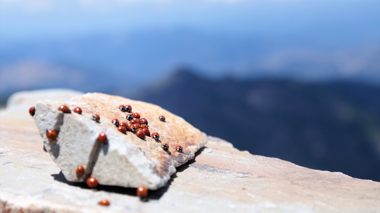 Şuayip Solakoğlu ise koloni halinde tepede yaşayan uğur böceklerinin çok etkileyici olduğunu söyledi.