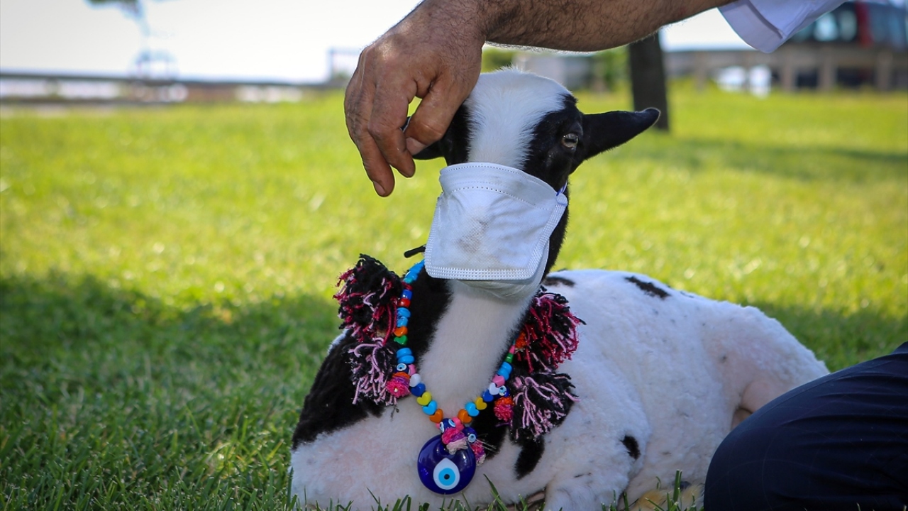 Sefaköy`deki evinin bodrumunda tahtalarla özel bir alan oluşturan Sain, "Boncuk" adını verdiği kuzusuna burada bakmaya başladı. 