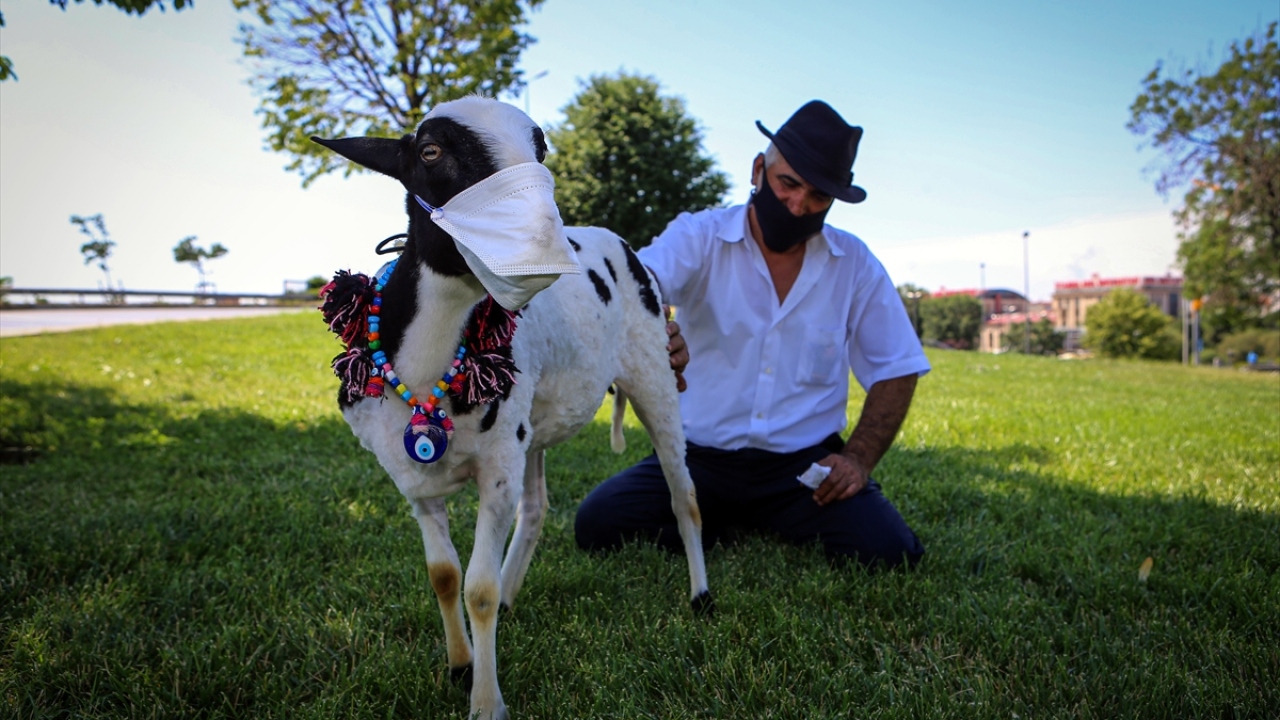 Mısır satarak geçimini sağlayan ve hayvanları çok seven Siirtli Memet Beşir Sain, Arnavutköy`den benekli bir kuzu satın aldı.