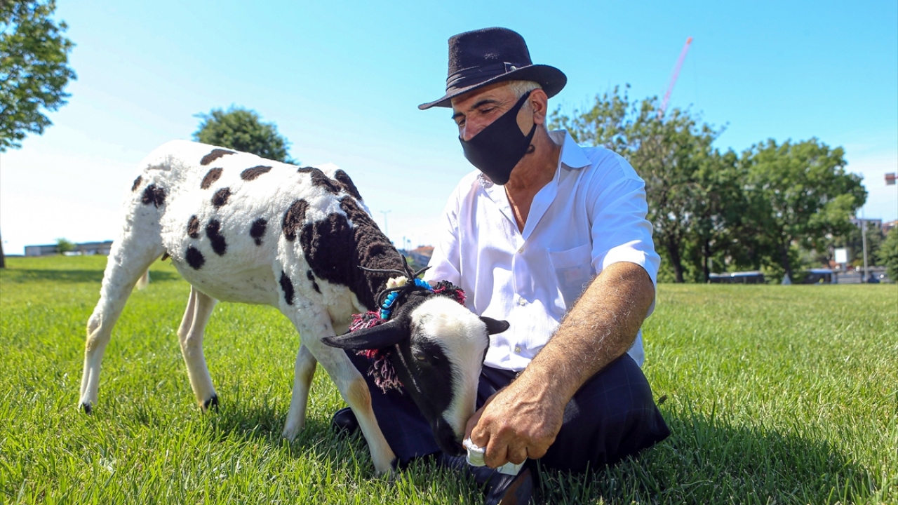 Şimdi 3,5 aylık olan Boncuk`un kendisine, kendisinin de Boncuk`a çok bağlı olduğunu belirten Sain, "Ben yörüğüm. Yaklaşık 35 yıldır hayvan bakmayı bırakmıştım. Dayanamadım, gittim Arnavutköy’den bu kuzuyu aldım. Aldığımda 1,5 aylıktı. Şimdi 3,5 aylık." de