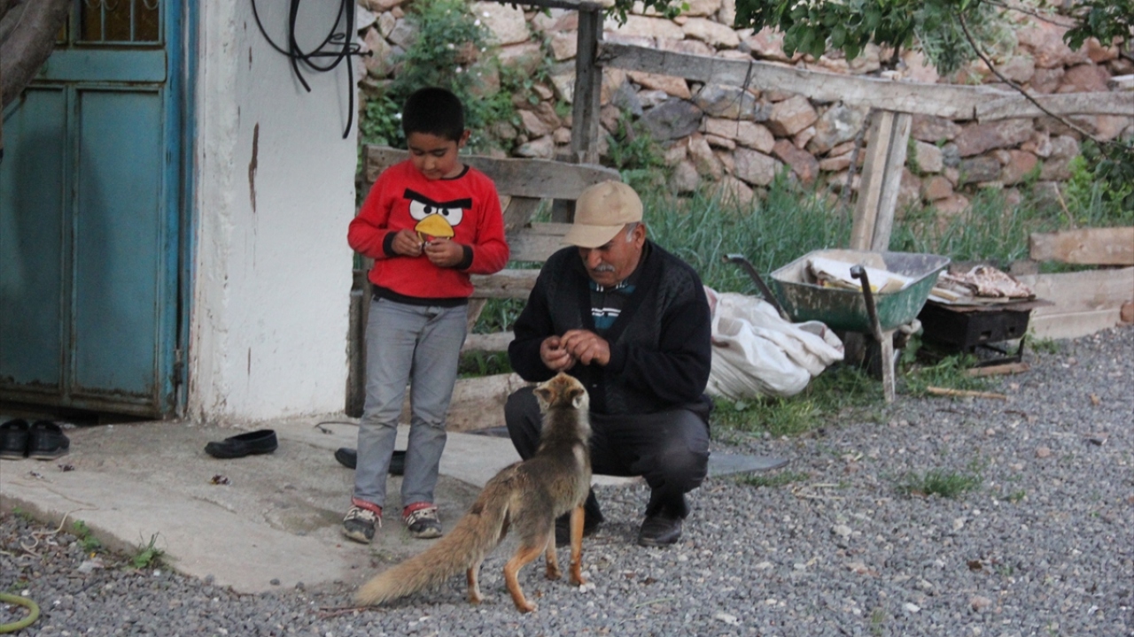 Kaplan köyü Dereköy mezrasında yaşayan 64 yaşındaki Tacettin Aygün ve ailesi, her gün evlerine gelen tilkiyi besliyor.