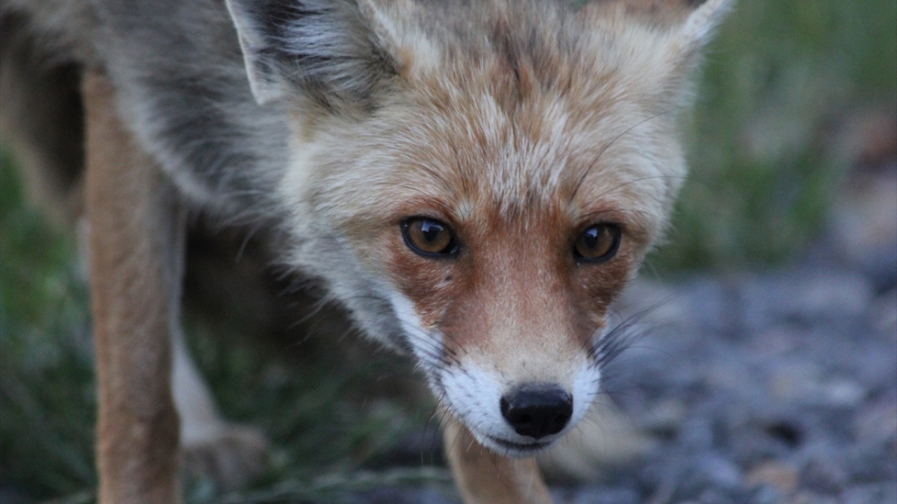 Yaklaşık bir yıldır evlerine gelen tilkiyi kiraz, karpuz, tavuk eti, ekmek, şeker ve bal peteği ile besleyen Aygün ailesi, tilkiyi zaman zaman sofralarında da konuk ediyor.