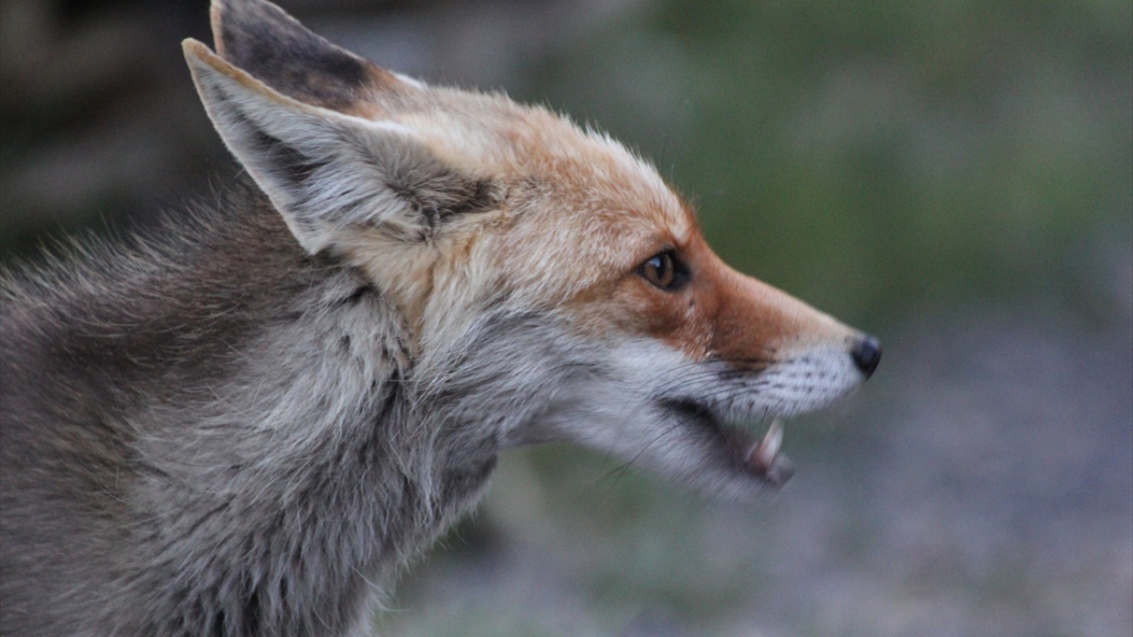 "Bili Bili" adını verdikleri tilkinin geldiğini çevredeki kargaların seslerinden anlayan aile, evin önüne çıkarak hayvanı besliyor.