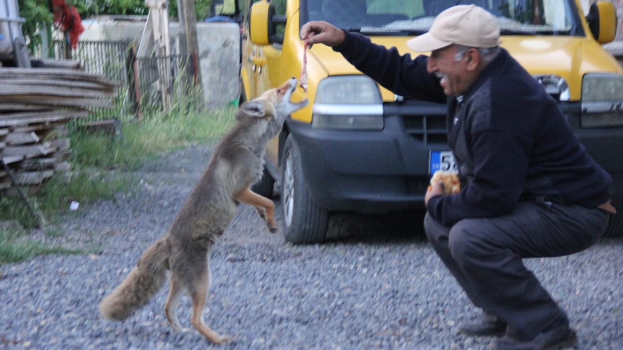 Tacettin Aygün, tilkiyle geçen yıl temmuz ayında evlerinin önünde karşılaştıklarını söyledi.