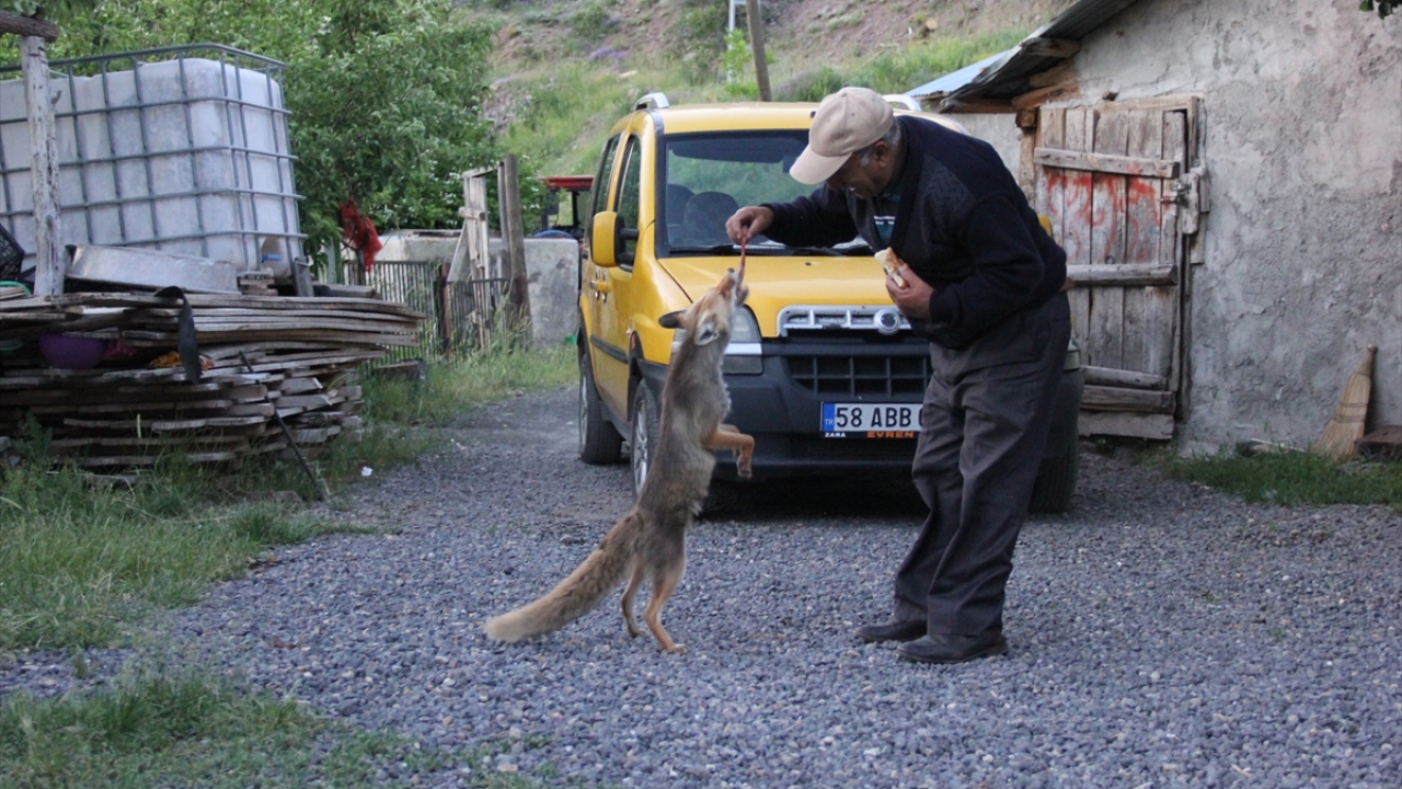Tacettin Aygün, tilkinin her gün ikindi vaktinden sonra geldiğini dile getirerek, şunları kaydetti: 