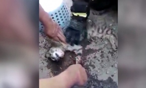 İtfaiye eri, kediyi kalp masajıyla hayata döndürdü