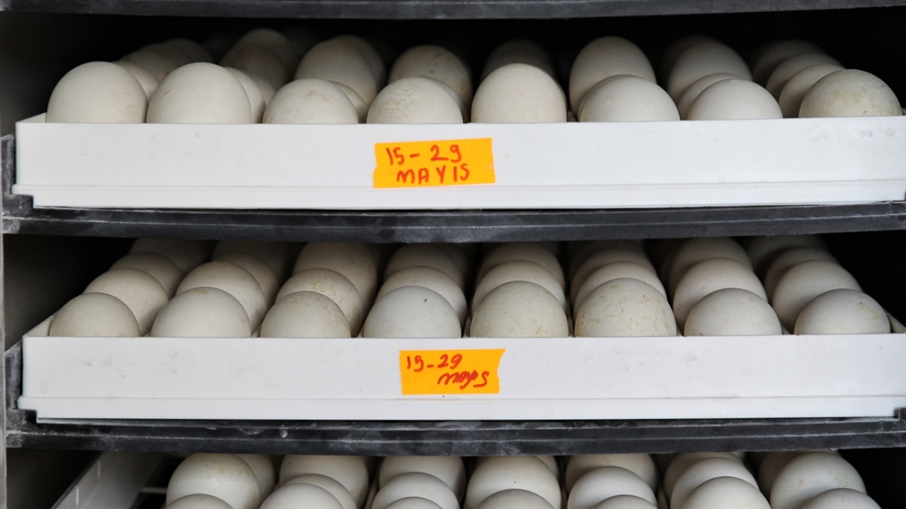 Çiftliğindeki kaz sayısı 3 bini bulan Kasap, yaptığı açıklamada, yurt dışından da sipariş aldığını söyledi.