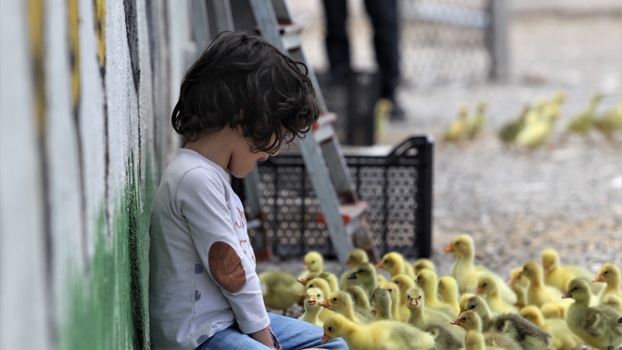 Kaz çiftliğini daha da büyükmeyi hedeflediğini anlatan Kasap, şöyle devam etti: 