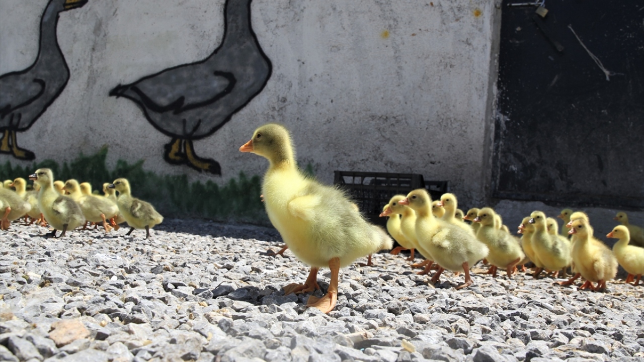 İlçede 2 yıl önce aldığı yumurtalarla kaz yetiştiriciliğine başlayan Kasap, kısa sürede sayılarını artırdığı çiftliğindeki kazları Türkiye`nin birçok iline göndermeye başladı.