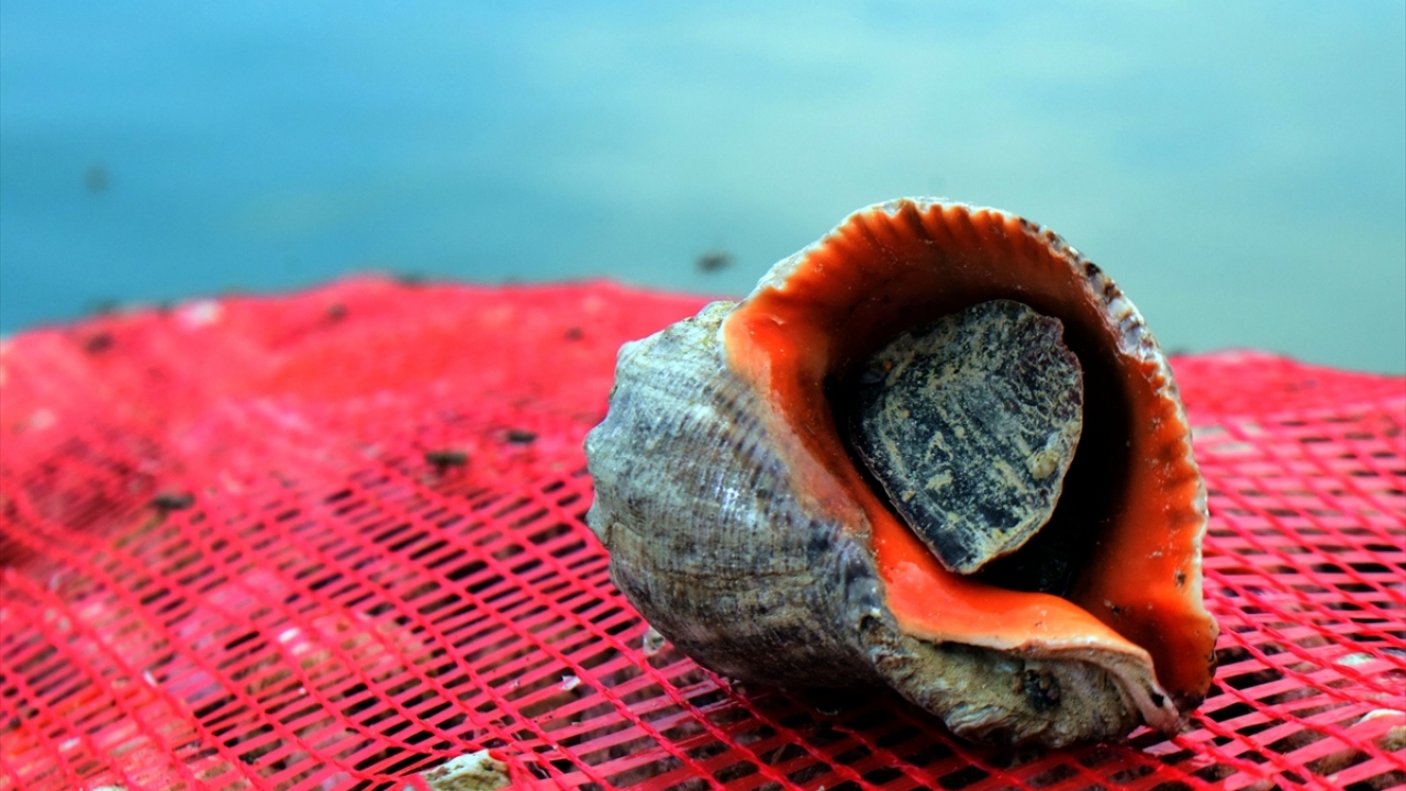 Belirlenen kotanın dışına çıkmadan avcılık yapan balıkçılar, akşam saatlerinde limanda alıcısı hazır bulunan salyangozları kamyonlara yüklüyor. 
