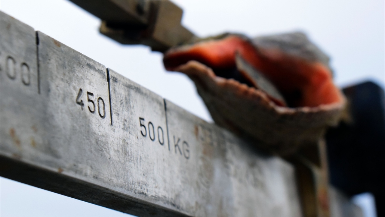 Akçakoca Su Ürünleri Kooperatifi Başkanı Mustafa Karakaş, balıkçıların ek geçim kaynağı olarak deniz salyangozu avcılığı yaptığını söyledi. 