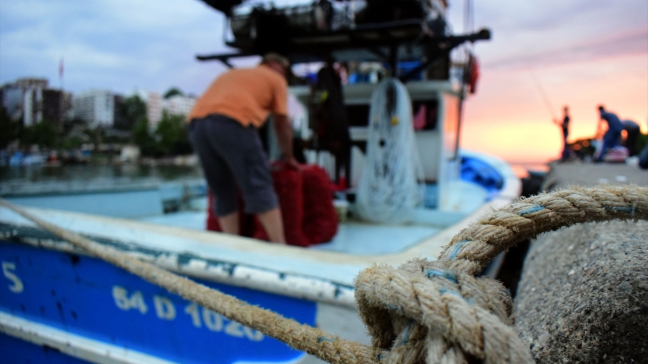 Karakaş, sezonda ortalama Akçakoca bölgesinde 500 ton civarında deniz salyangozu avcılığı yapıldığını, bunların tamamının ihraç edildiğini bildirdi. 