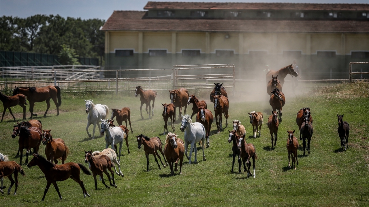 Bursa Karacabey, Eskişehir Anadolu ve Malatya Sultansuyu`ndaki TİGEM tesislerinde, ocak-haziran dönemini kapsayan doğum sezonunda 362 tay dünyaya gözlerini açtı.