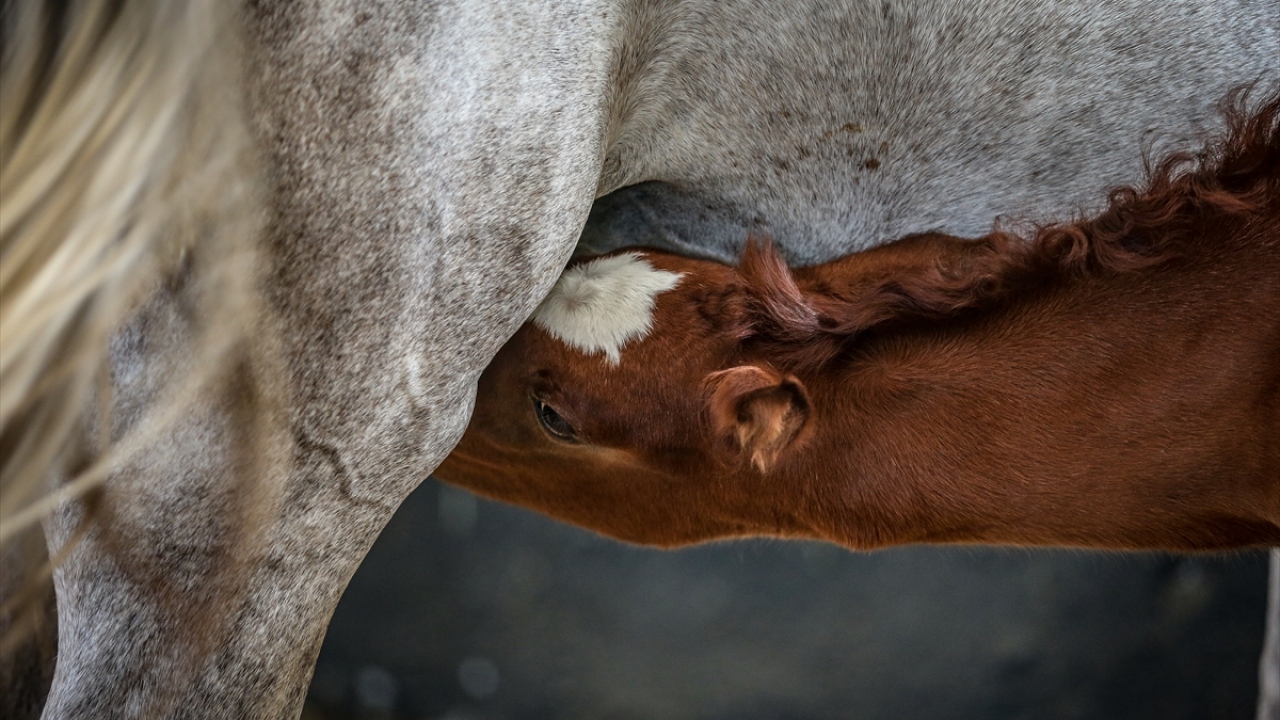 Tarım İşletmeleri Genel Müdürü ve Yönetim Kurulu Başkanı Ayşe Ayşin Işıkgece, TİGEM tesislerinin dünyadaki önemli safkan Arap atı yetiştiriciliği ve ıslahının yapıldığı önemli merkezlerden olduğunu söyledi.