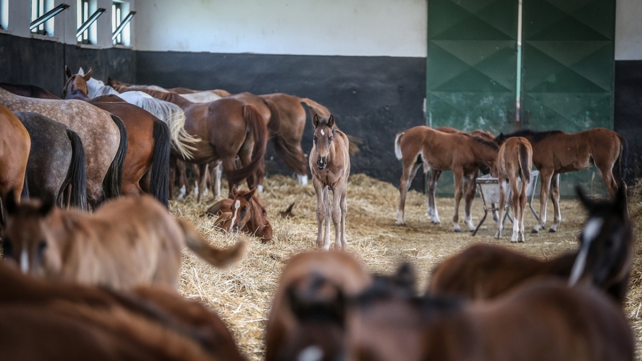 Ayşe Ayşin Işıkgece, 2023 yılında yarış parkurlarındaki yerlerini alacak bu taylardan üstün başarılar beklendiğini dile getirdi.