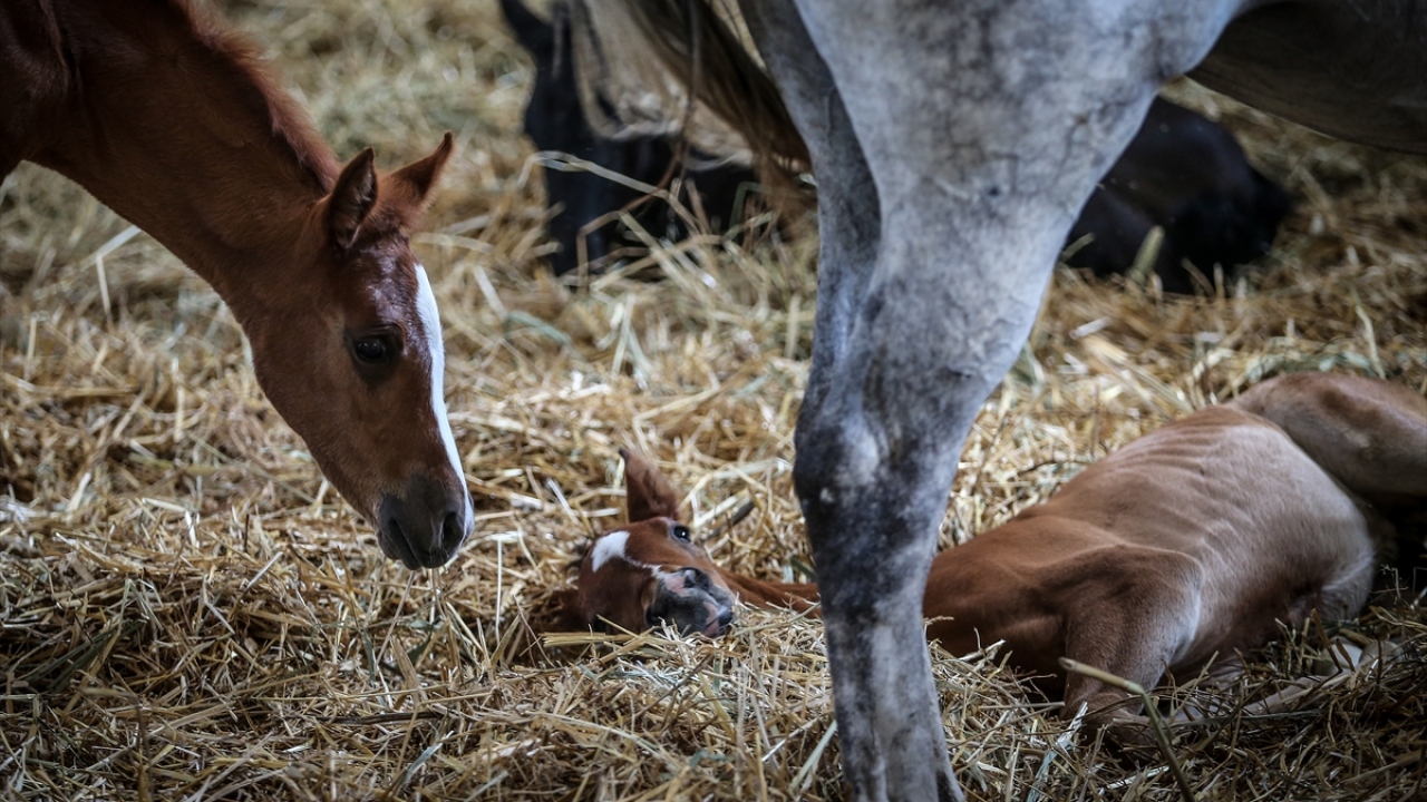 "Osmanlı`dan miras kalan gen kaynağı korunuyor"