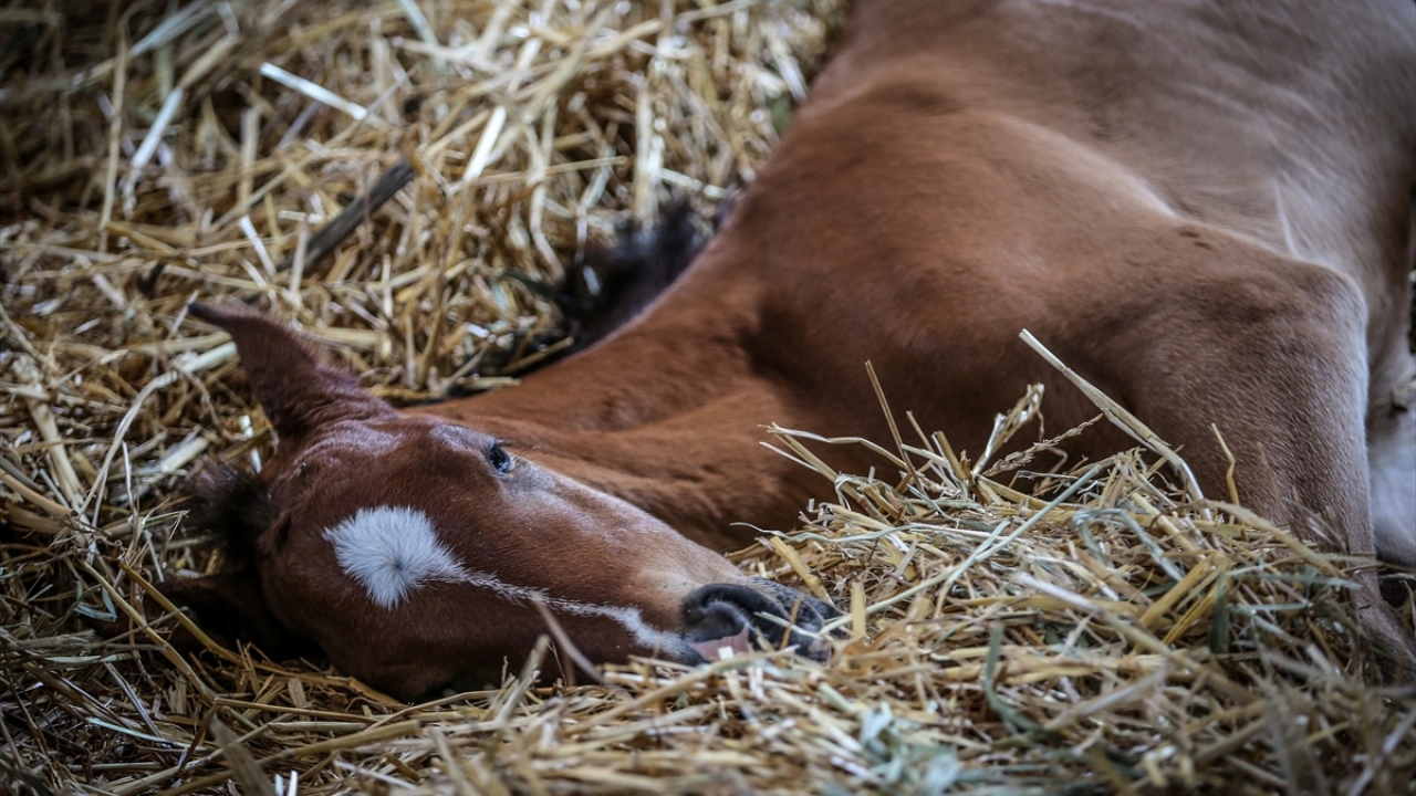 Karacabey Tarım İşletmesi Müdürlüğünde görevli Veteriner Hekim Ali Yalçın da kısrakların gebelik süresinin 11 ay olduğunu belirterek, geçen yıl yapılan tohumlamalar sonucunda tayların dünyaya geldiğini anlattı. 