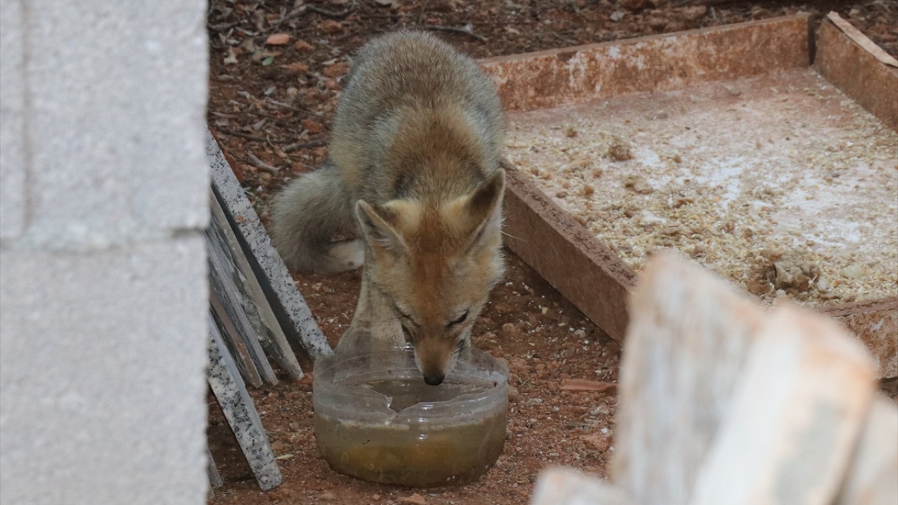 Evin çevresinde bir süre dolaşan tilki, sokak hayvanları için bırakılan kaptan su içti.
