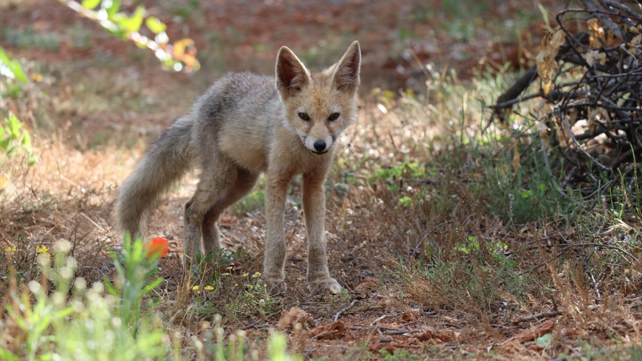 Sokak aralarında dolaşan tilki daha sonra gözden kayboldu. 