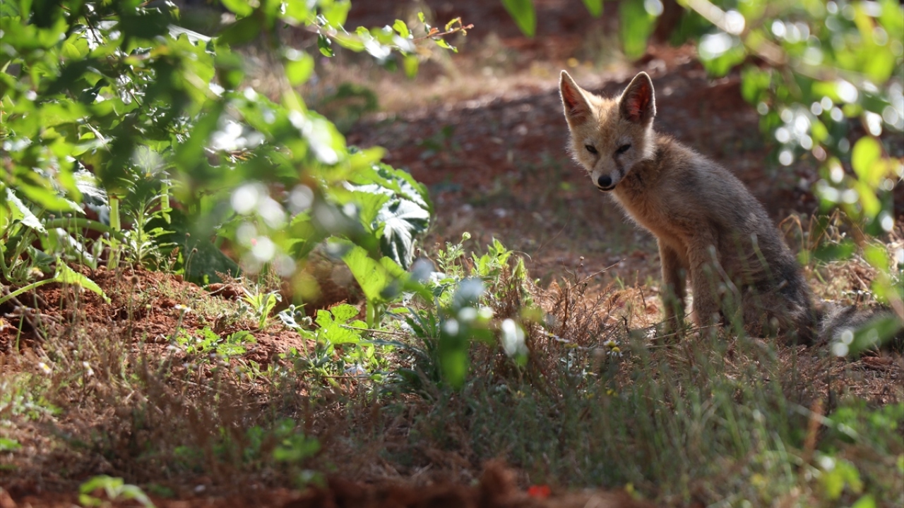 Odabaşı Mahallesi`nde bir evin yakınına kadar gelen tilki, burada yiyecek aradı. 