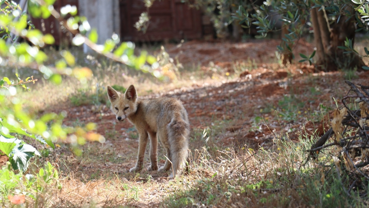 Tilkinin yerleşim yerindeki yiyecek aradığı anlar ise AA muhabiri tarafından görüntülendi.