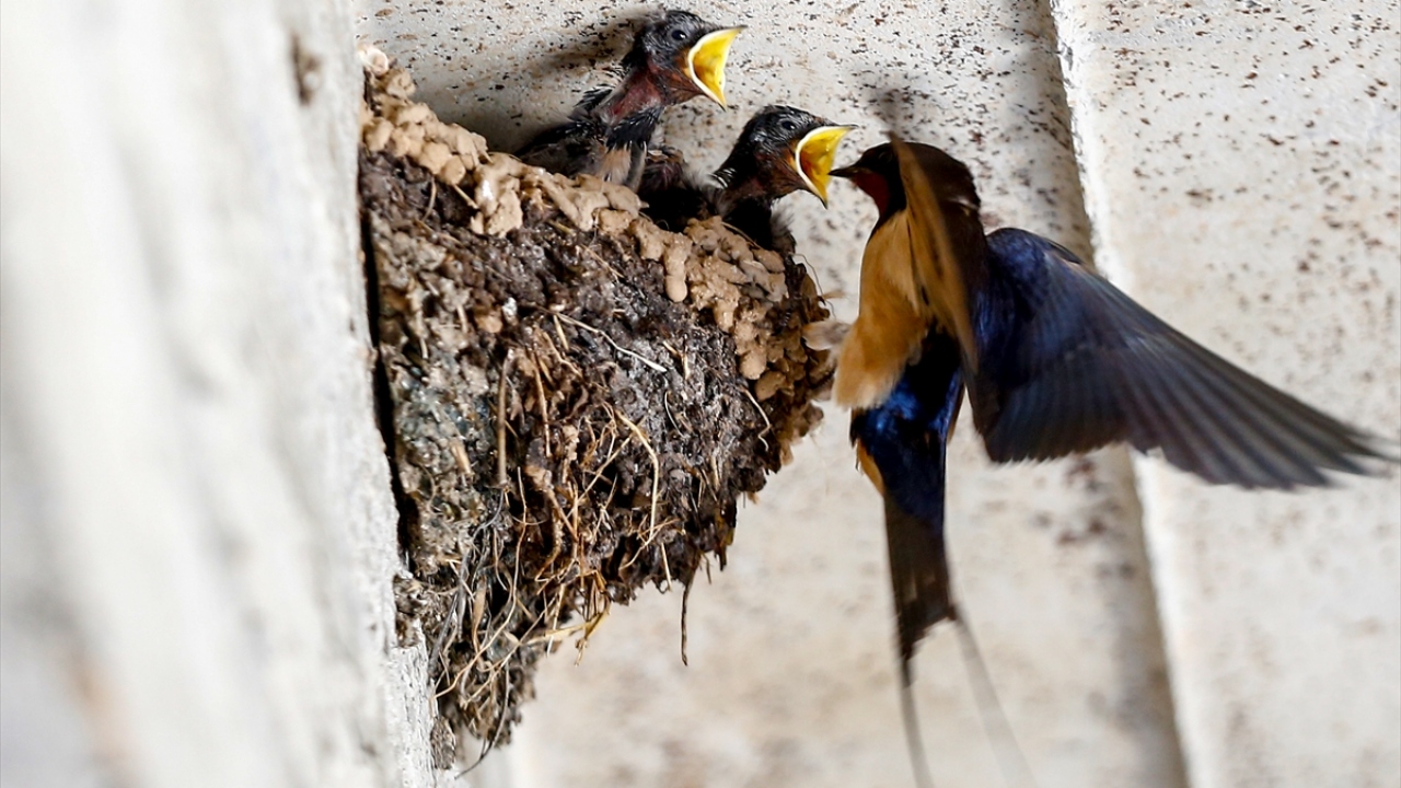 Fabrika içerisinde yer alan duvarlara yuva yapan kırlangıçlar, doğanın güzelliğini de gözler önüne seriyor.