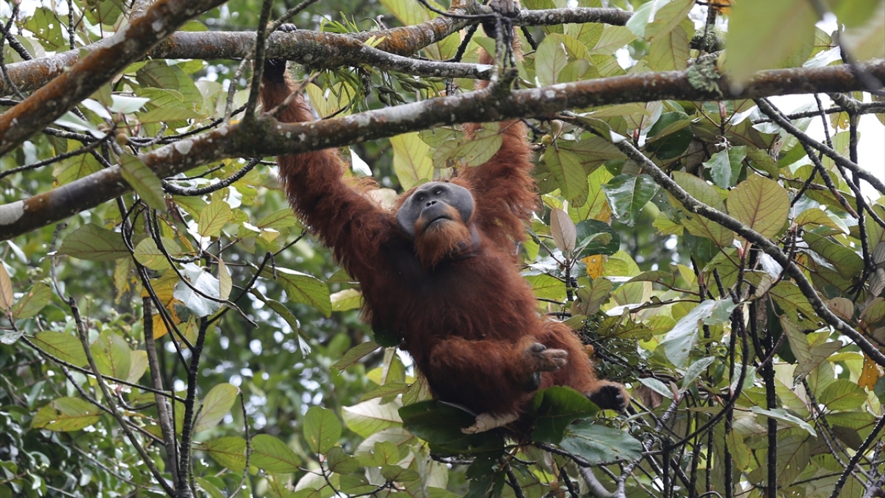 Adaya özgü bir tür olan Sumatra orangutanı (Pongo Abelii), Kuzey Sumatra Eyaleti`nin Karo bölgesindeki Lau Kawar Gölü çevresinde yer alan ormanlık alanda görülüyor.