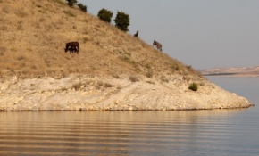 Bu adanın tek sahibi 'eşekler'