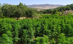 Diyarbakır'da 7 milyon 571 bin kök Hint keneviri ele geçirildi