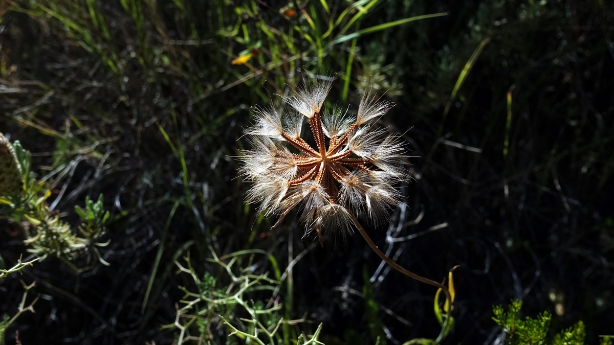 EXPO 2021`e ev sahipliği yapacak hoşgörü kentinde, organizasyonun logosu da "Medeniyetler Bahçesi" temasına uygun olarak şekillendi.