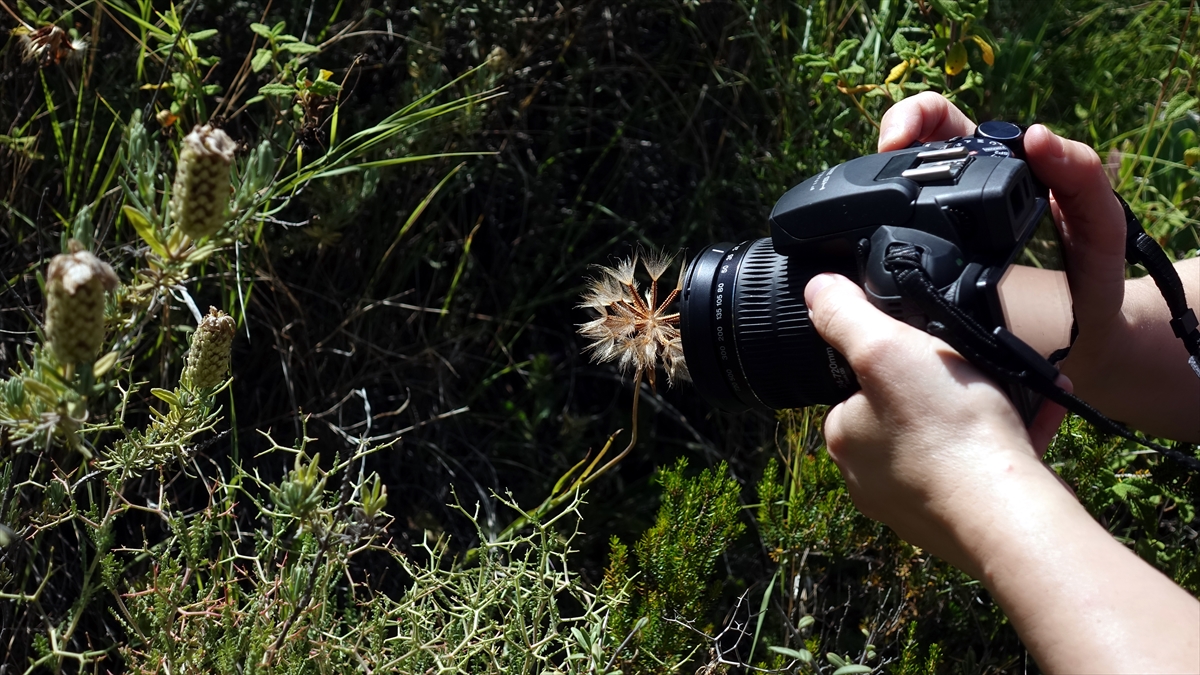 Keşfi sonrası kentin endemik bitkisi olarak birçok makalede yer alan tür, EXPO 2021 ile hem adını daha da duyuracak hem de hoşgörü kentini tanıtacak.