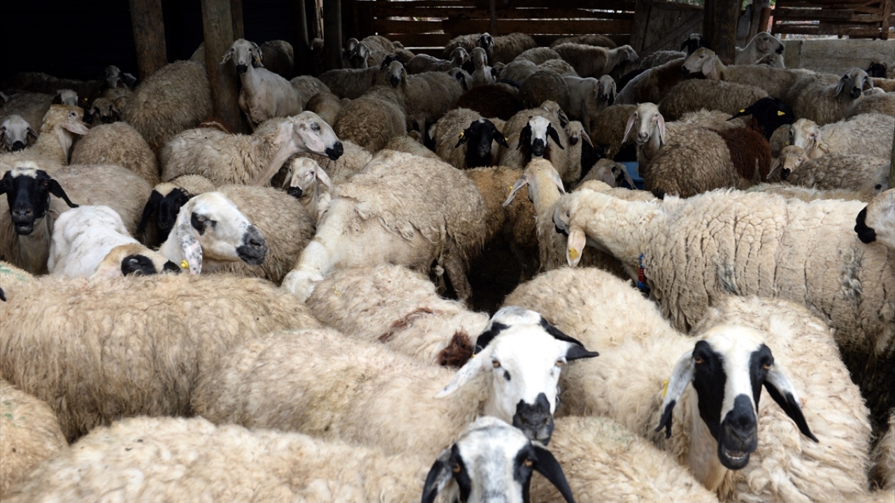 2016 yılında Genç Çiftçi Projesi`nden yararlanmak için İlçe Tarım ve Orman Müdürlüğüne başvuran Balcı çifti, 40 koyun almaya hak kazandı. 