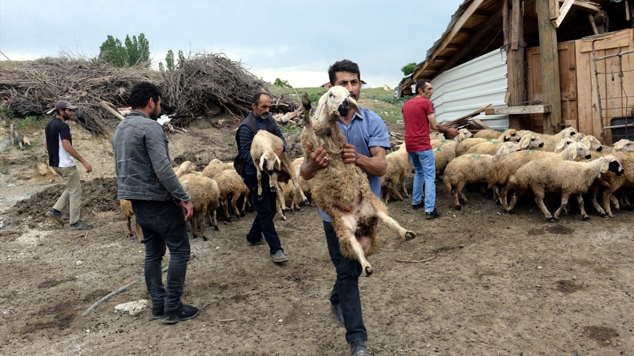 Balcı çiftinin, İlçe Tarım ve Orman Müdürlüğüne teslim ettiği 40 koyun, aynı köyde yaşayan Mediha ve Hasan Bal ile Zahide ve Tayyar Bal çiftine verildi.