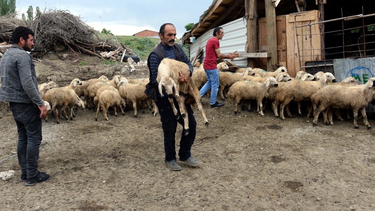 Bu aileler de 3 yıl sonra durumları iyi olmayan çiftçilere 20`şer koyun hediye etmek için söz verdi.