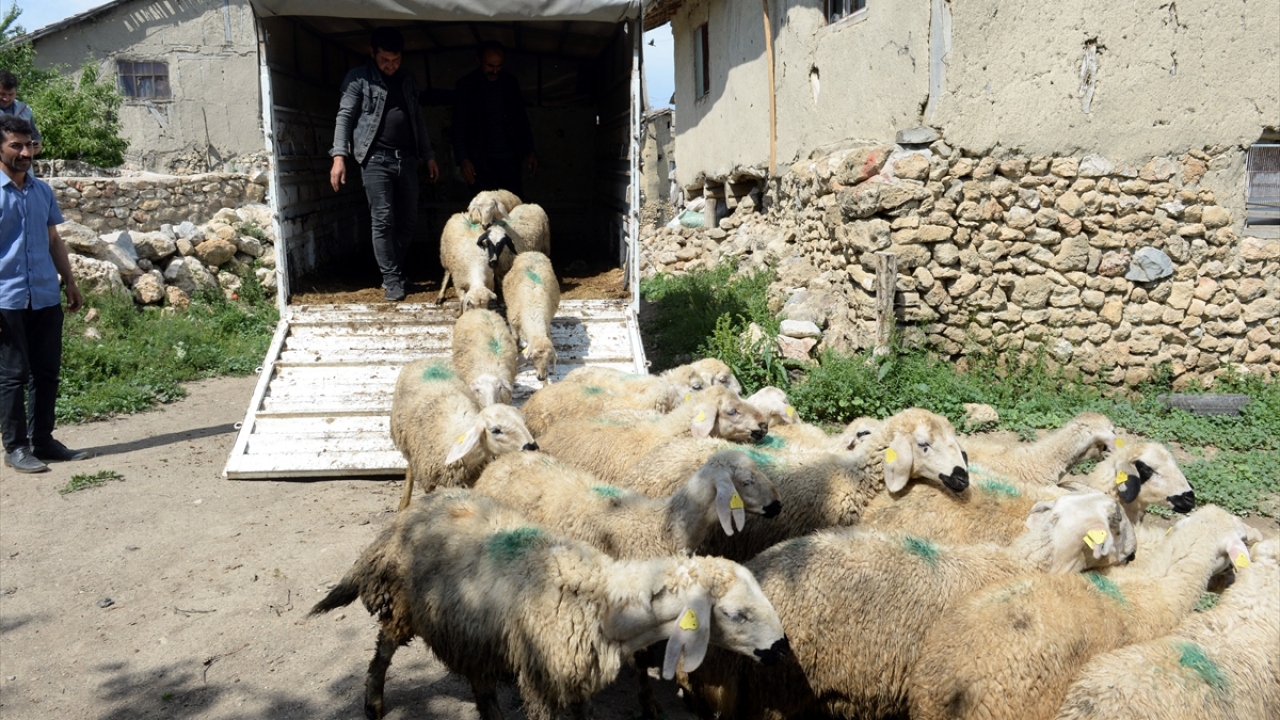 Yaklaşık 4 yılda koyunlarının sayısı 100`ü geçen Balcı çifti,  sözlerini yerine getirerek, 2 aileyi mutlu etti. 