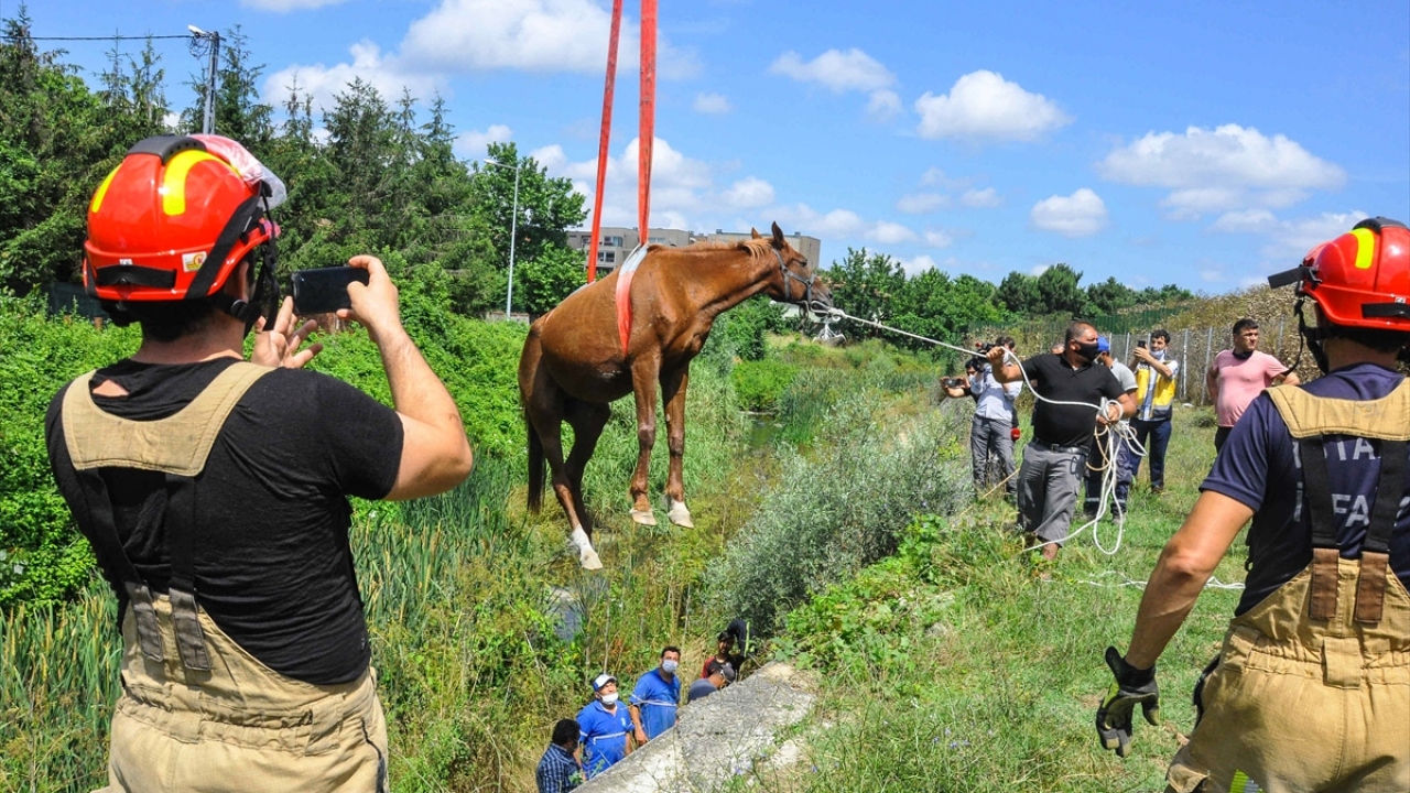 İtfaiye ekipleri, dere yatağına düştüğü tespit edilen at ve bir haftalık tayı, gövdesine çekme halatı bağlayarak vinç yardımıyla yukarı çekti.