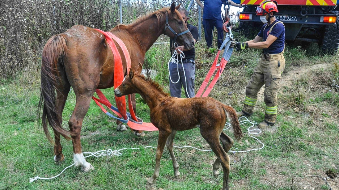 Daha sonra Eyüpsultan Belediyesi Veterinerlik İşleri Müdürlüğü ekipleri, at ve tayı sağlık kontrolünden geçirdi.
