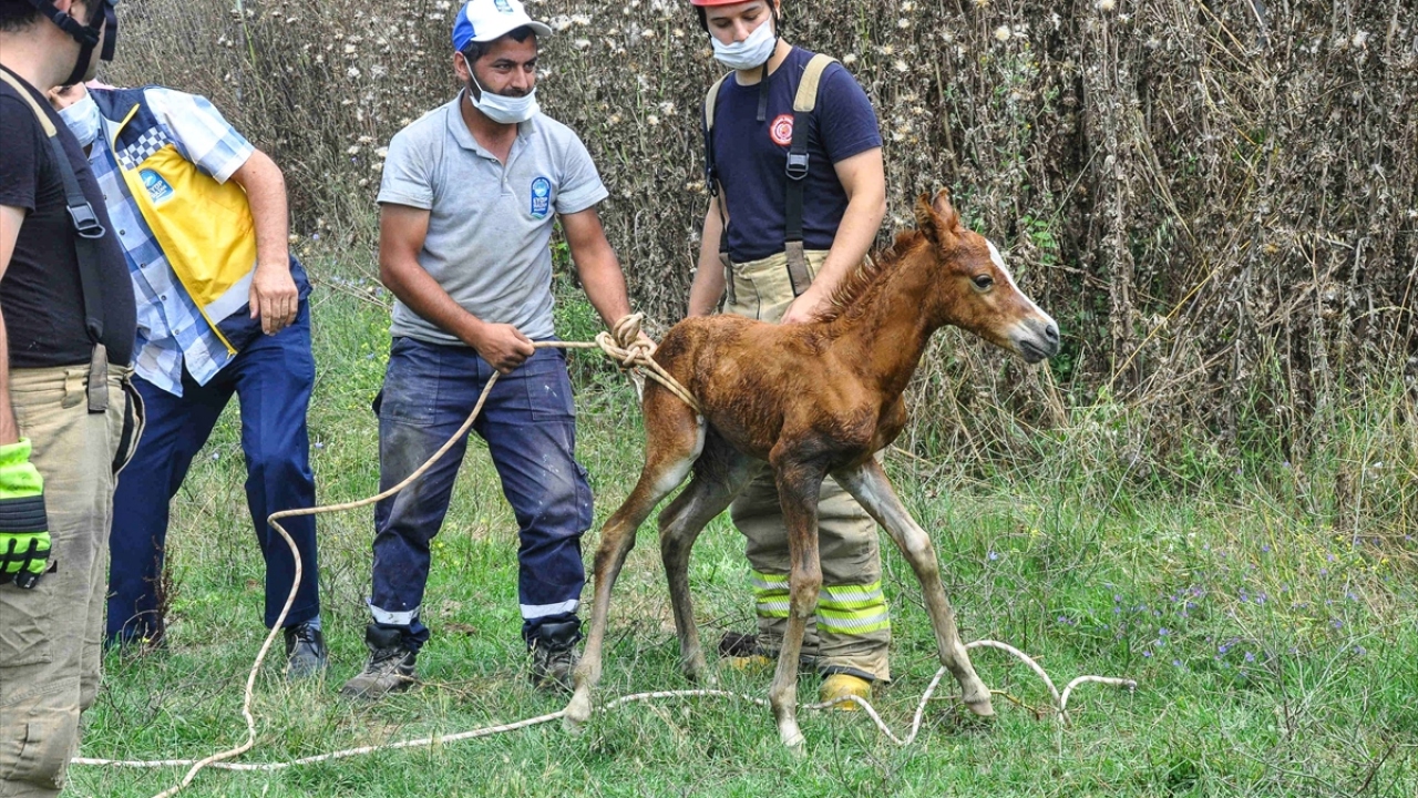 Bu arada, kurtarılan tayın annesinin yanından ayrılmadığı görüldü.