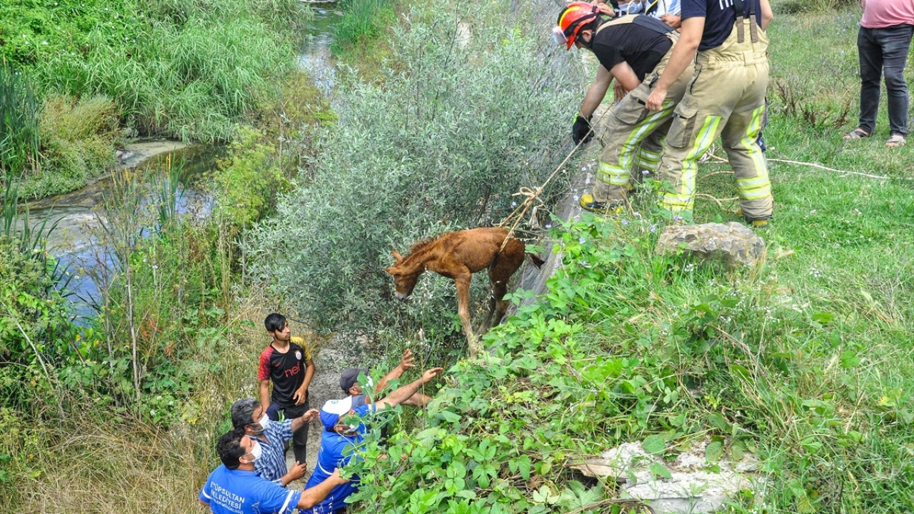 Başarılı geçen kurtarma operasyonu sonrası hayvanseverler de ekipleri tebrik etti.