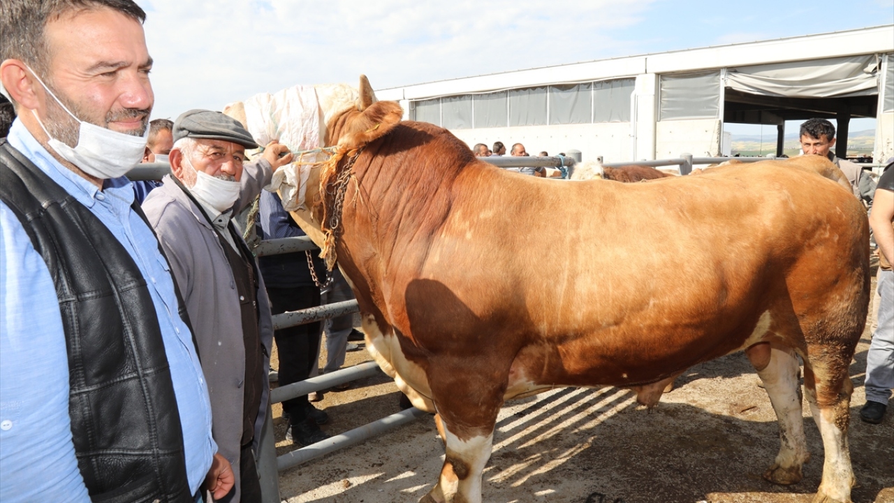 İlçede uzun ve zahmetli bir sürecin ardından besiciler, emeklerinin karşılığını alabilmek umuduyla sabahın ilk saatlerinden itibaren Çubuk Belediyesi Canlı Hayvan Pazarı`nın yolunu tutuyor.