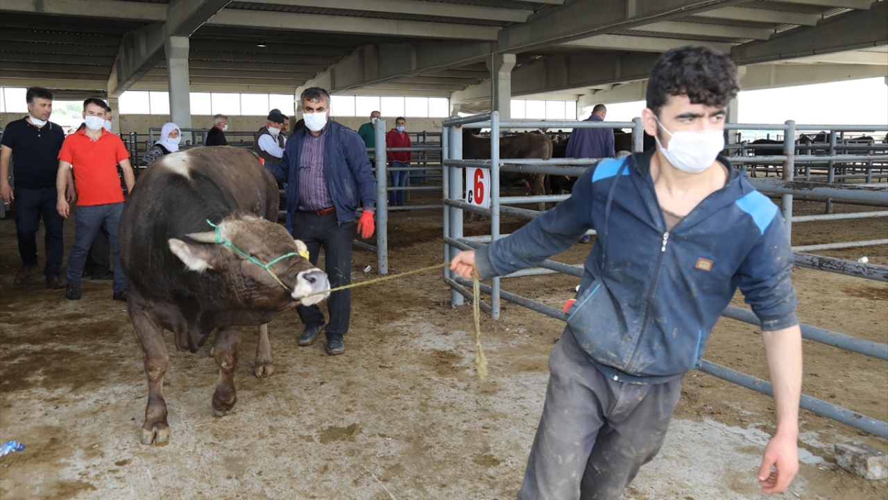Pazarda küçükbaş kurbanlıklar 900 liradan başlayıp 2 bin liraya kadar alıcı bulurken, büyükbaş kurbanlık fiyatları ise 6 bin liradan başlayıp, 20 bin liraya kadar çıkabiliyor.