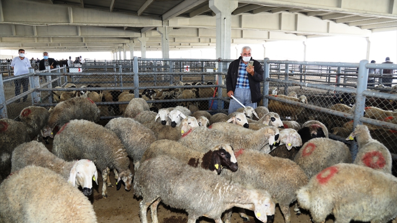 Küçükbaş hayvanlarını satmak için pazara geldiğini kaydeden besicilerden Sefa Turan Hamamcı ise büyükbaşa oranla küçükbaş kurbanlıkların satışlarının daha iyi olduğunu ifade etti.
