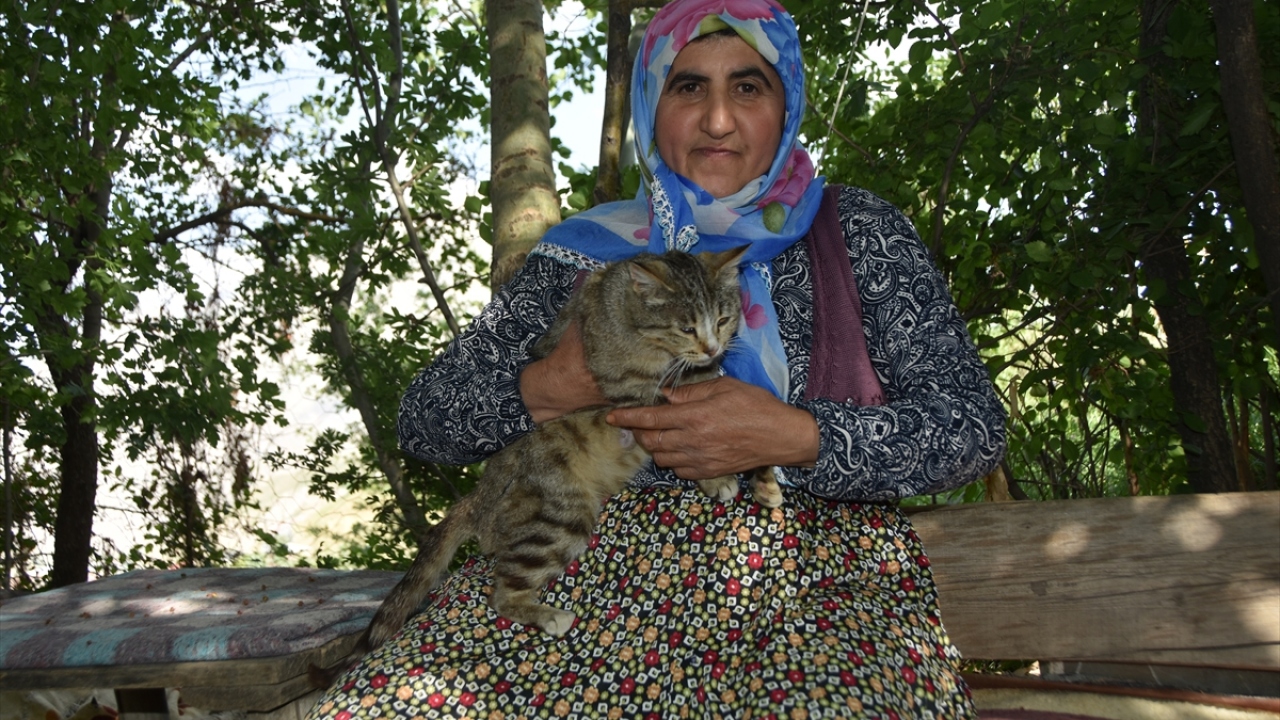 Kedilerin sahipsiz kalmasına gönlü el vermeyen Yılmaz, yaşadığı rahatsızlıklara rağmen bakımını üstlendiği kedilere "anne merhameti"yle yaklaşıyor. 